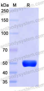 Recombinant Mouse CD252/OX40L Protein, N-Fc (Active)