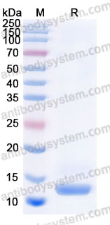 Recombinant Mouse IL13 Protein, Tag free (Active)