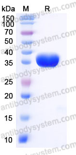 Biotinylated Mouse CXADR Protein, C-Avi-His