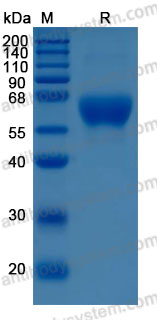 Recombinant Mouse MADCAM1 Protein, C-His (Active)