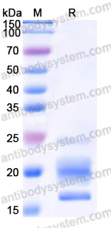 Recombinant Mouse IL17A Protein, C-His (Active)