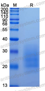 Recombinant Mouse CD305/LAIR1 Protein, C-His (Active)