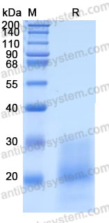Recombinant Mouse TSLP Protein, C-10*His (Active)