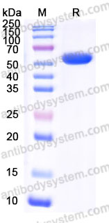 Recombinant Mouse RSPO2 Protein, C-mFc (Active)