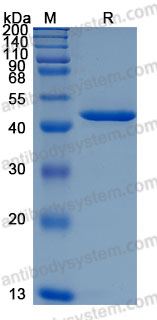 Recombinant Mouse Chil3 Protein, C-His (Active)