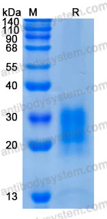 Recombinant Pig CSF2/GM-CSF Protein, C-His (Active)