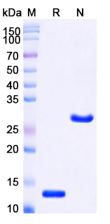 Recombinant Rat TGFB3/TGF-beta-3 Protein, Tag free (Active)