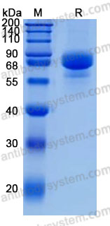 Recombinant Influenza A virus (H3N2) HA/Hemagglutinin Protein, C-His (Active)