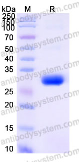 Recombinant Cynomolgus monkey CD277/BTN3A1 Protein, C-His (Active)
