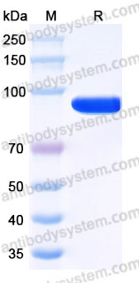 Recombinant Cynomolgus monkey CD71/TFRC Protein, N-His