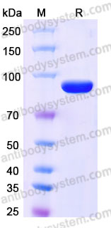 Biotinylated Cynomolgus monkey CD71/TFRC Protein, N-His-Avi