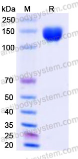 Recombinant Cynomolgus monkey CD340/ERBB2/HER2 Protein, C-Fc (Active)