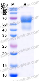 Recombinant Cynomolgus monkey CD28 Protein, C-mFc (Active)