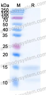 Recombinant Cynomolgus monkey CD227/MUC1 Protein, C-His (Active)