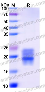 Recombinant Cynomolgus monkey CD152/CTLA4 Protein, C-His (Active)