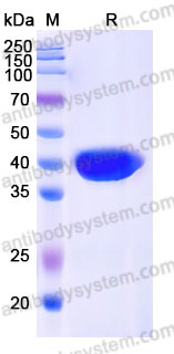 Recombinant Cynomolgus monkey CD52 Protein, C-Fc (Active)