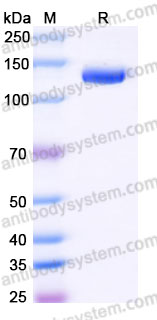 Recombinant Cynomolgus monkey CD96 Protein, C-Fc (Active)
