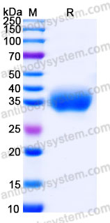 Recombinant Cynomolgus monkey GLP1R (N-ECD) Protein, C-His (Active)