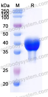 Recombinant Cynomolgus monkey CD134/TNFRSF4/OX40 Protein, C-His (Active)