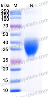 Recombinant Cynomolgus monkey GCGR (N-ECD) Protein, C-His (Active)