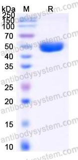Recombinant Cynomolgus monkey GIPR (N-ECD) Protein, C-Fc (Active)