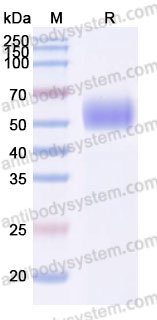 Recombinant Cynomolgus monkey CD172a/SIRPA Protein, C-His (Active)