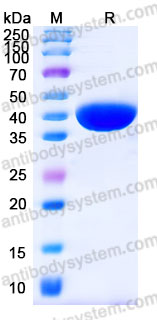Recombinant Cynomolgus monkey CD269/BCMA Protein, C-Fc (Active)