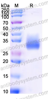 Biotinylated Cynomolgus monkey CD137/4-1BB Protein, C-His-Avi