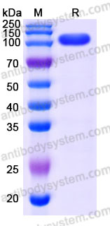 Recombinant Cynomolgus monkey CDH17/Cadherin-17 Protein, C-His (Active)