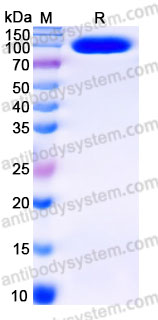 Recombinant Cynomolgus monkey CD166/ALCAM Protein, C-Fc (Active)