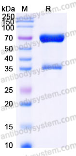 Recombinant Cynomolgus monkey CD279/PD1 Protein, C-Fc (Active)