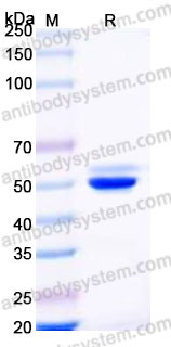 Recombinant Cynomolgus monkey TIGIT Protein, C-Fc (Active)