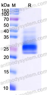 Recombinant Cynomolgus monkey CD366/HAVCR2/TIM-3 Protein, N-8*His (Active)