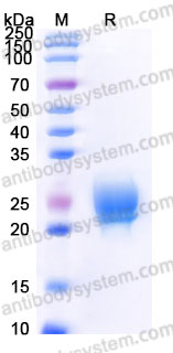 Biotinylated Cynomolgus monkey TSLP Protein, C-His-Avi
