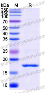 Recombinant Cynomolgus monkey TSLP Protein, C-His (Active)