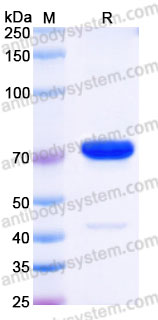 Recombinant Cynomolgus monkey CD274/PD-L1/B7-H1 Protein, C-Fc (Active)
