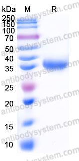 Recombinant Cynomolgus monkey CD274/PD-L1/B7-H1 Protein, C-His (Active)