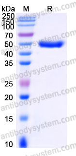 SDS-PAGE for Recombinant Cynomolgus monkey DLL3 Protein, C-His-Exin21 (Active) ?>