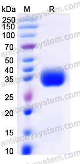 SDS-PAGE for Recombinant Cynomolgus monkey SIGLEC15 Protein, C-His (Active) ?>