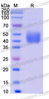 Biotinylated Rhesus macaque TSLPR/CRLF2 Protein, C-His-Avi
