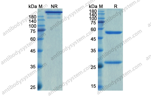 Research Grade Relfovetmab