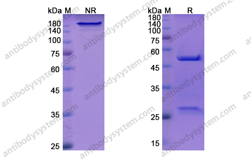 Research Grade Dovanvetmab