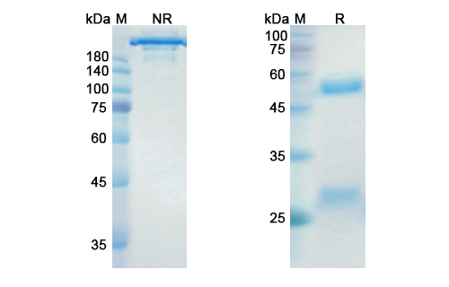 Research Grade Dinutuximab