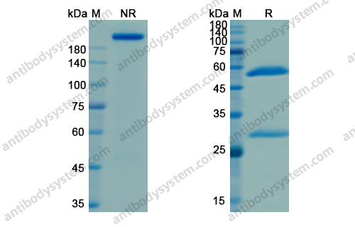 Research Grade Naxitamab
