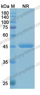 Research Grade Idarucizumab