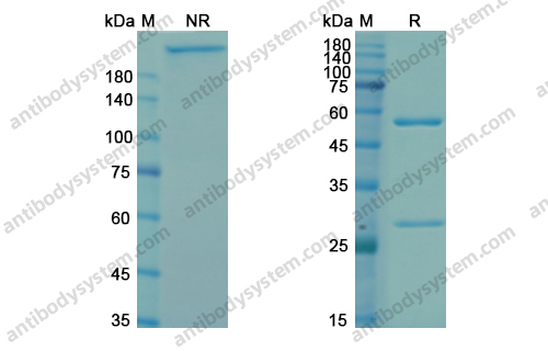 Research Grade Bavituximab