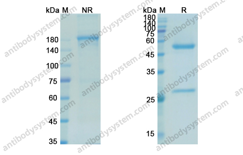Research Grade Mitumomab
