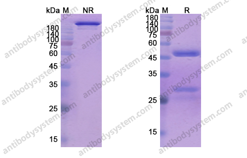 Research Grade Mapatumumab