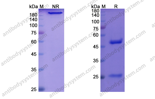 Research Grade Benufutamab