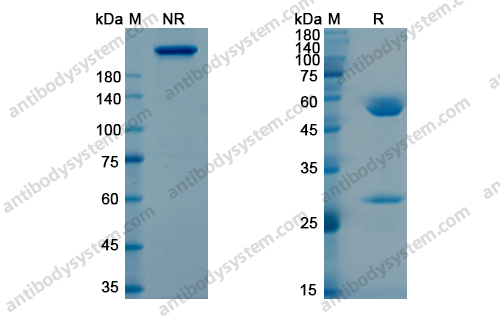 Research Grade Tigatuzumab